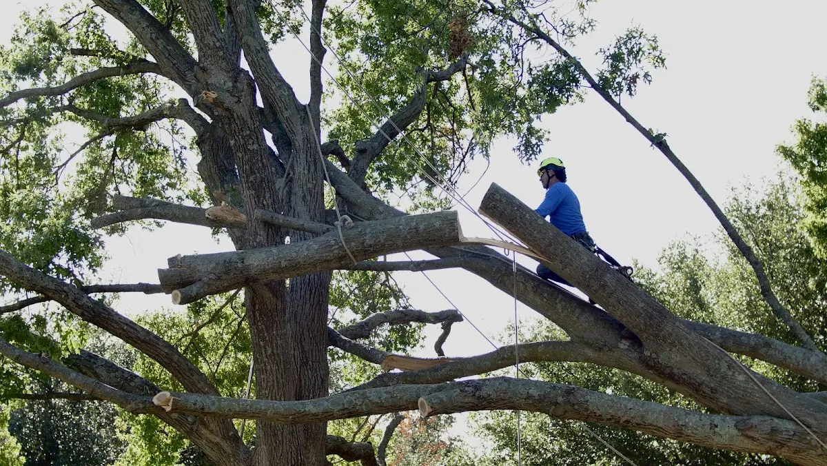 Professional Crown Thinning performed by certified arborists in Millbury